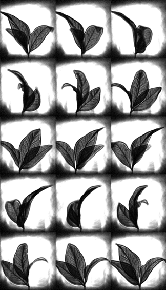 Research figure 2 associated with Skeletonization and 3D rendering with real time terahertz tomography